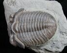 Ohio Eldredgeops Trilobite - Silica Shale #9863-3